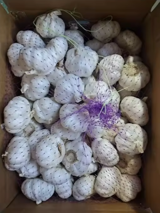 大蒜